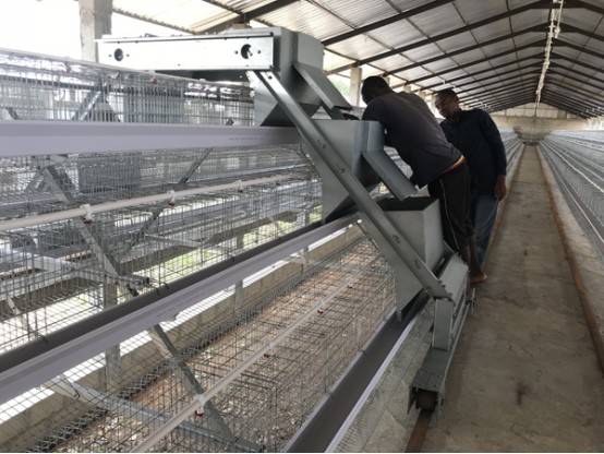 Automatic Poultry Farm Project in Kenya